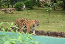 सैलानियों को आकर्षित कर रही एशिया की सबसे बड़ी जंगल सफारी