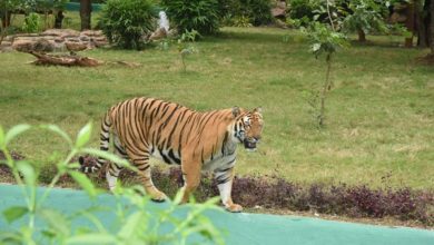 सैलानियों को आकर्षित कर रही एशिया की सबसे बड़ी जंगल सफारी