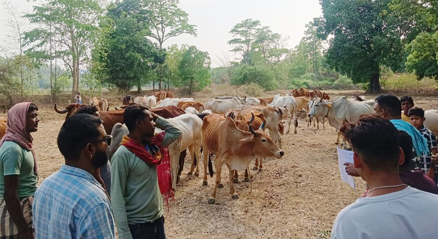गौ सेवा समिति ने 100 नग गौवंश को तस्करों से छुड़वाए गौ सेवा समिति ने 100 नग गौवंश को तस्करों से छुड़वाए