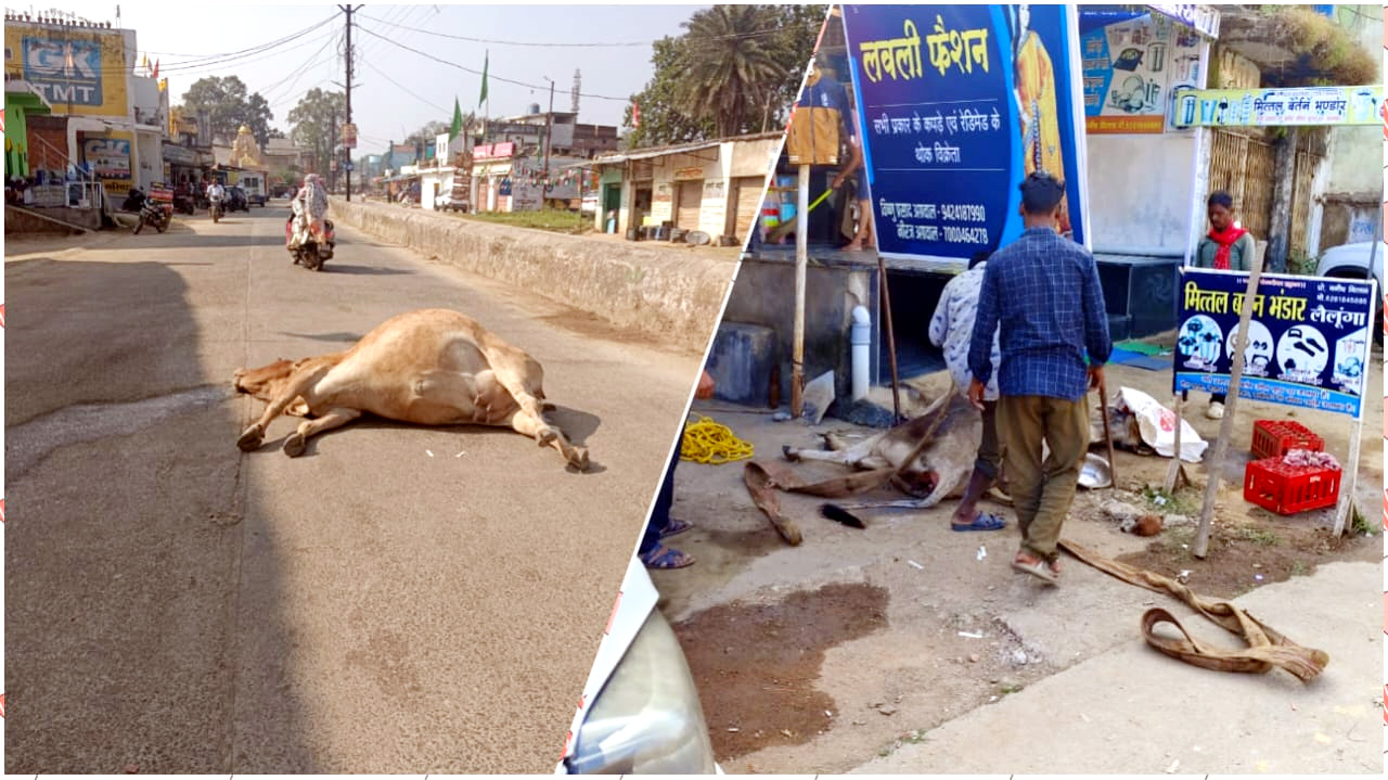 गौसेवा सिर्फ मंचों पर जिंदा है, सड़कों पर दम तोड़ रही गायें !