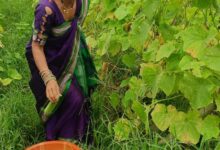 शशिरेखा सेठिया बनी लखपति दीदी बिहान योजना के संबल से बदली आत्मनिर्भरता की तस्वीर शशिरेखा सेठिया बनी लखपति दीदी बिहान योजना के संबल से बदली आत्मनिर्भरता की तस्वीर