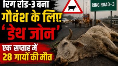 गौवंश की लगातार मौतों से धरसीवा में चिंता, बरखा लोकेश साहू ने उठाई आवाज