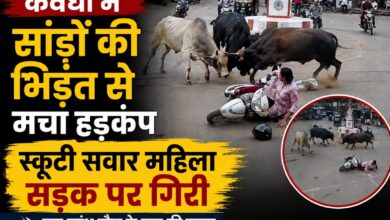 कवर्धा में सांडों की भिड़ंत से मचा हड़कंप, स्कूटी सवार महिला सड़क पर गिरी