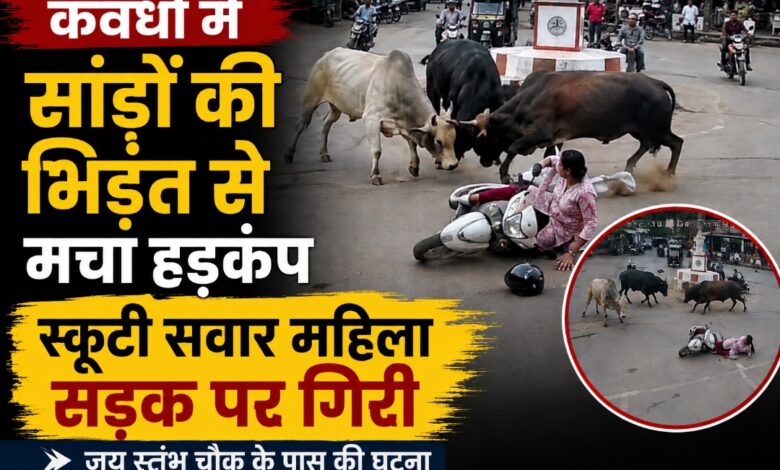 कवर्धा में सांडों की भिड़ंत से मचा हड़कंप, स्कूटी सवार महिला सड़क पर गिरी