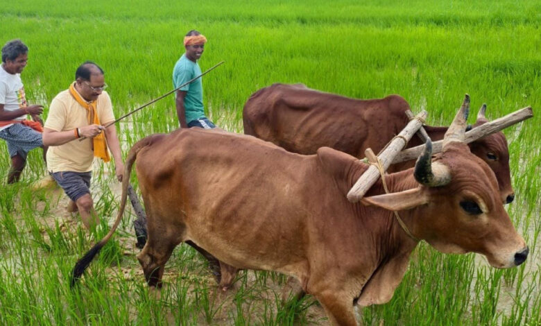 अपनी माटी और खेती-किसानी से मुख्यमंत्री श्री विष्णु देव साय का आत्मीय जुड़ाव